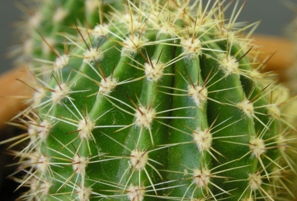 kaktus1